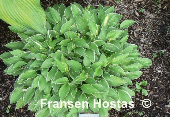 Hosta Lemon Frost