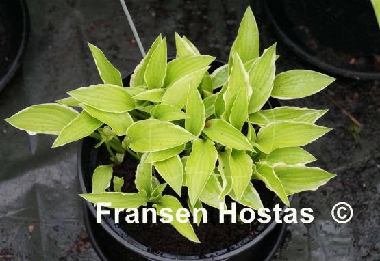 Hosta Lemon Frost
