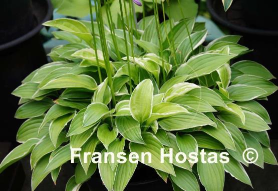 Hosta Lemon Frost