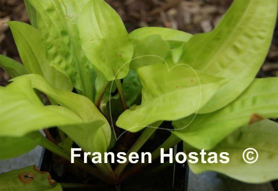 Hosta Lemon Ice