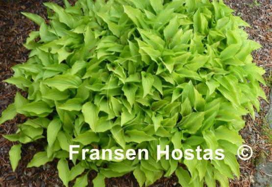 Hosta Lemon Lime