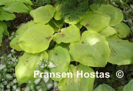 Hosta Lemon Meringue