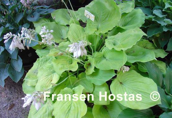 Hosta Lemon Meringue