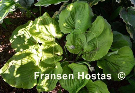 Hosta Lemon Meringue