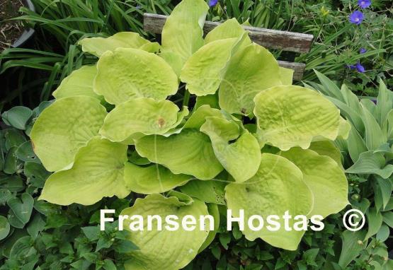 Hosta Lemon Meringue