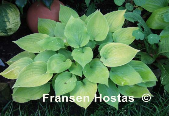 Hosta Lemontini