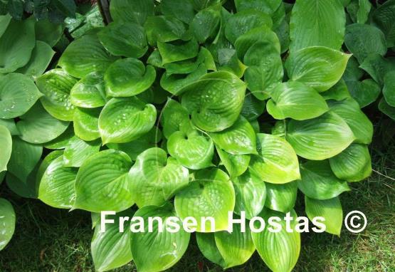 Hosta Lemontini
