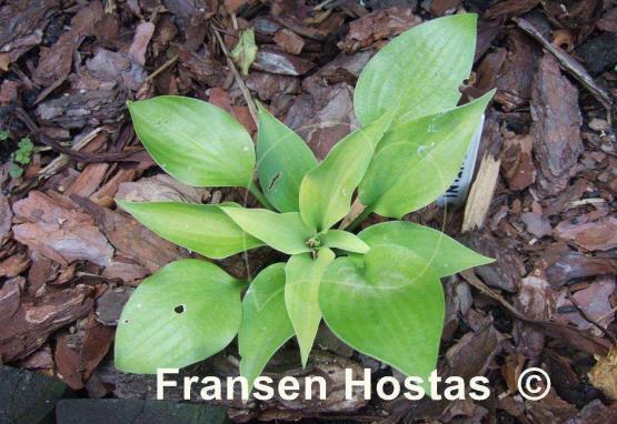 Hosta Lemontini