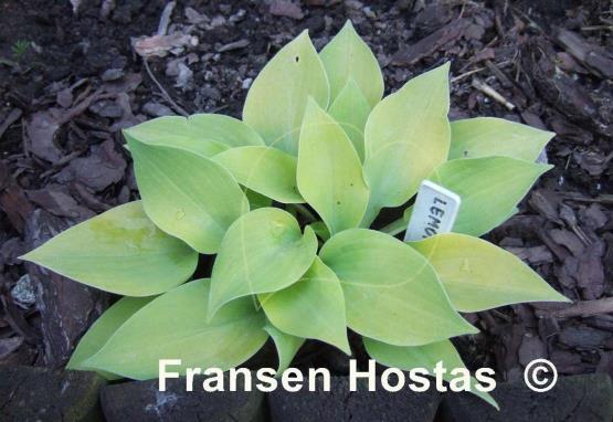 Hosta Lemontini