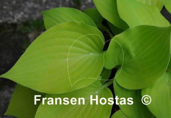 Hosta Lemontini