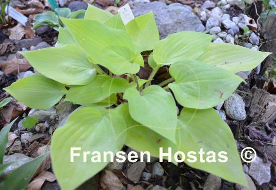 Hosta Lemontini