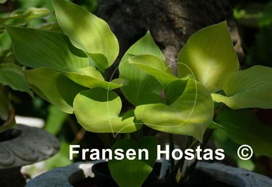 Hosta Lemontini