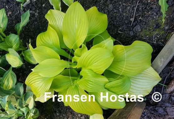Hosta Leo