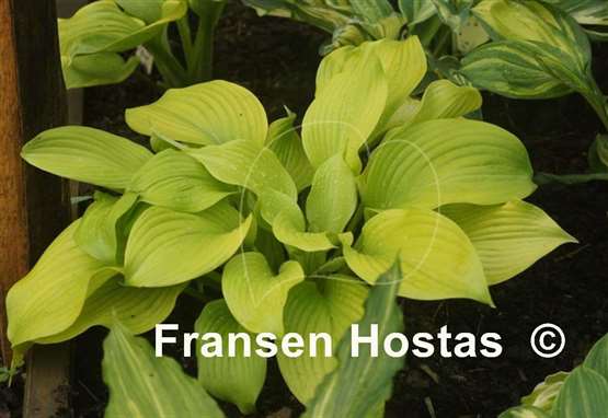 Hosta Leo