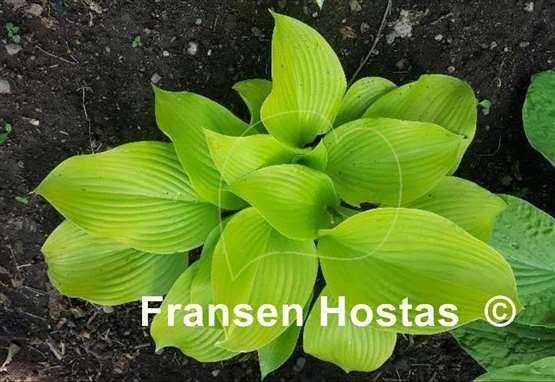 Hosta Leo