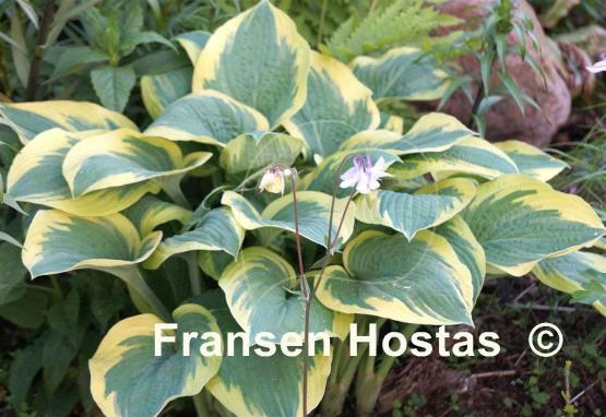 Hosta Leola Fraim