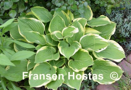 Hosta Leola Fraim