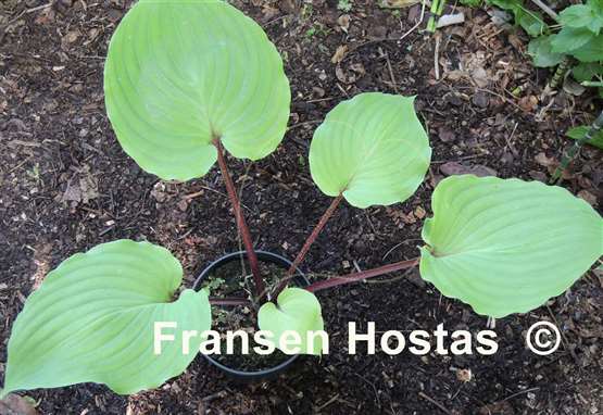 Hosta Leopard Legs