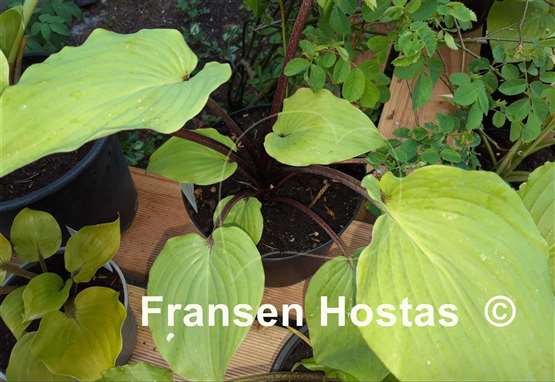 Hosta Leopard Legs
