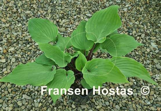 Hosta Leopard Legs