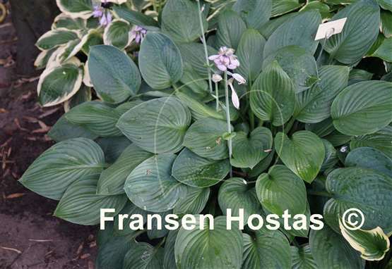Hosta Let Me Entertain You