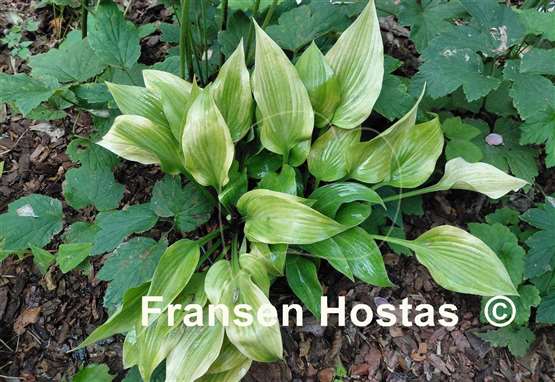 Hosta Let's Play Darts