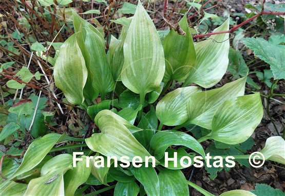 Hosta Let's Play Darts