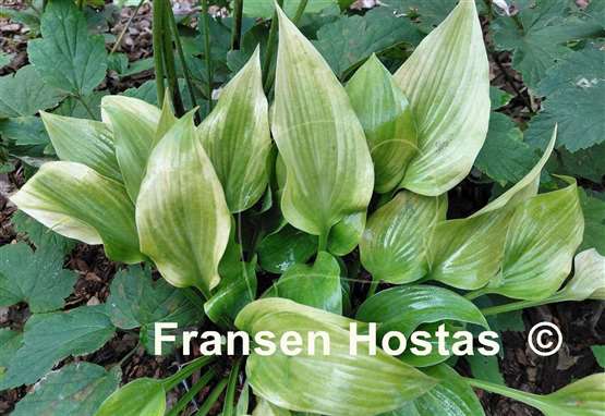 Hosta Let's Play Darts