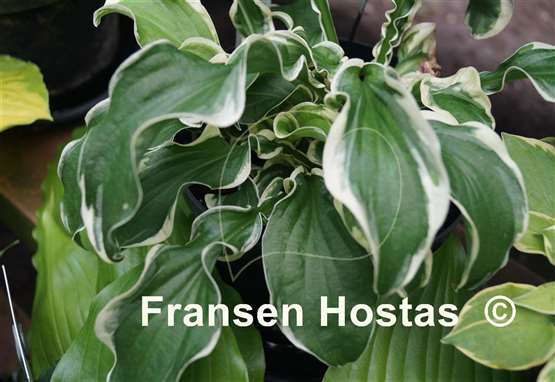 Hosta Let's Twist Again