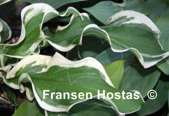 Hosta Let's Twist Again