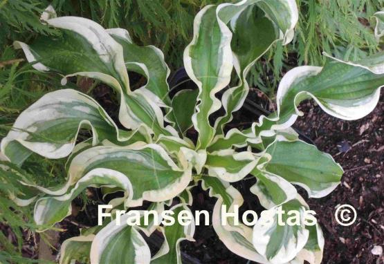 Hosta Let's Twist Again
