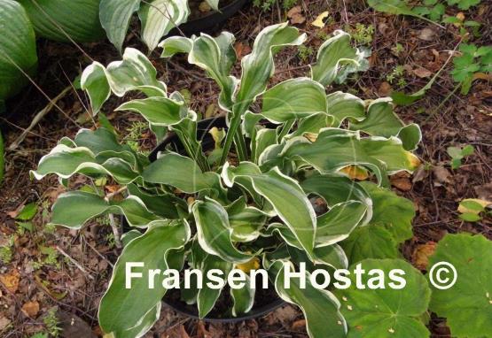 Hosta Let's Twist Again