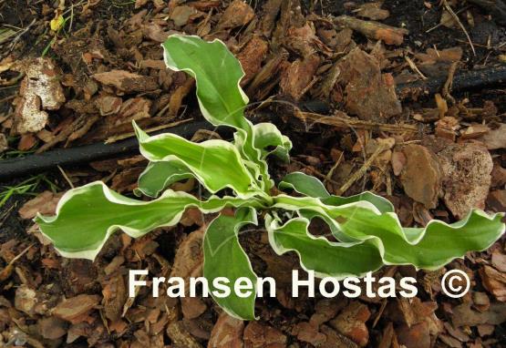 Hosta Let's Twist Again