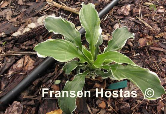 Hosta Let's Twist Again