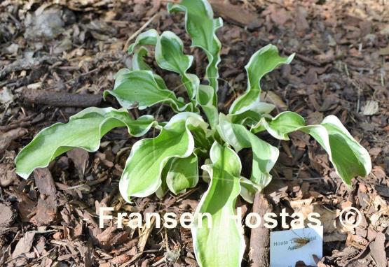 Hosta Let's Twist Again