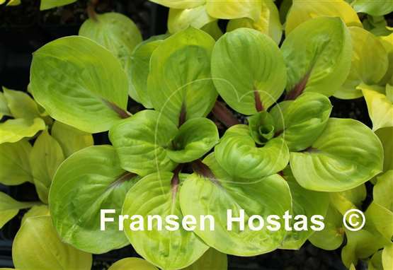 Hosta Lettuce Wrap