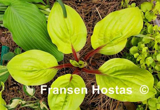 Hosta Lettuce Wrap