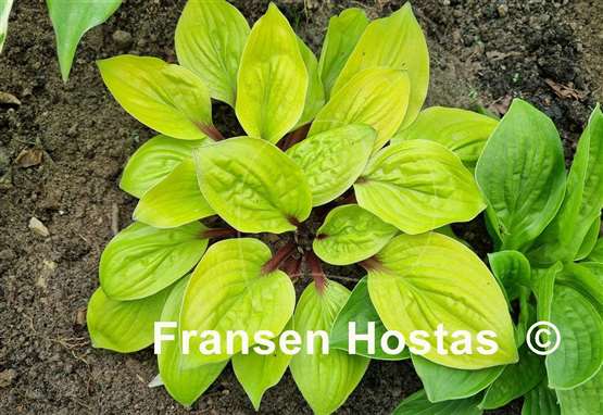 Hosta Lettuce Wrap