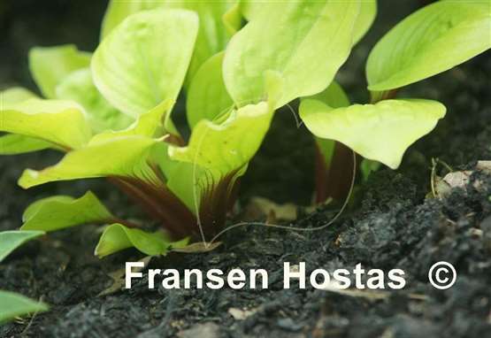 Hosta Lettuce Wrap