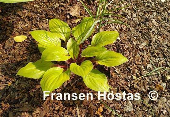 Hosta Lettuce Wrap