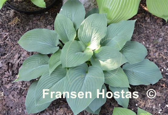 Hosta Leviathan