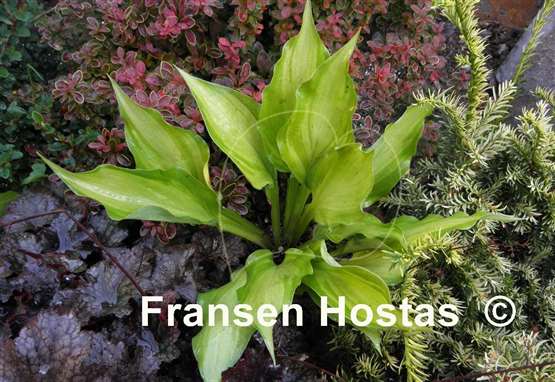 Hosta Lewis and Clark