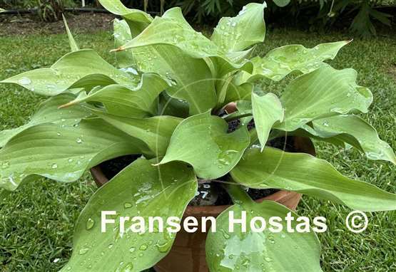 Hosta Lewis and Clark