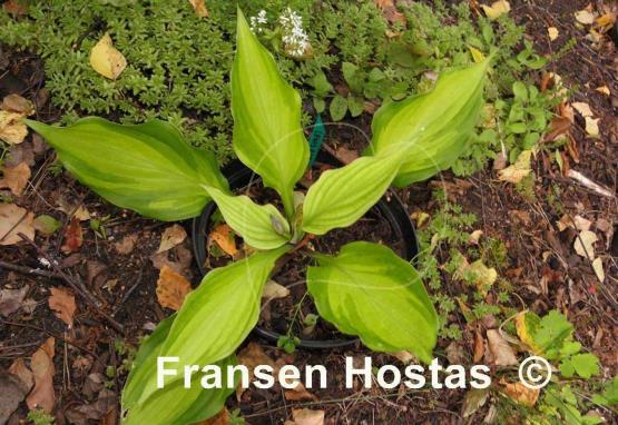 Hosta Lewis and Clark