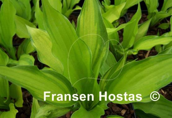 Hosta Lewis and Clark