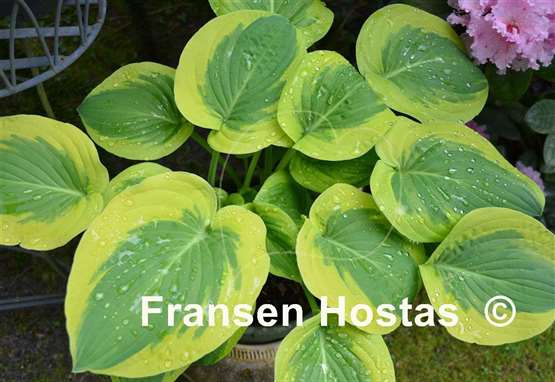 Hosta Li'l Abner