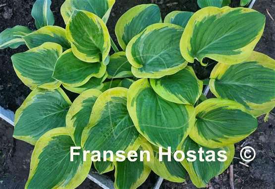 Hosta Li'l Abner