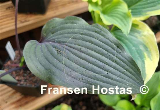 Hosta Liam's Smile