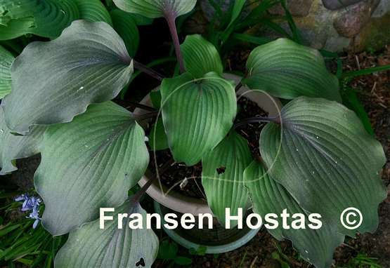 Hosta Liam's Smile