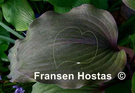 Hosta Liam's Smile